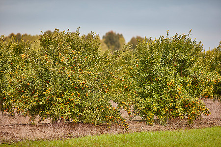 橙和柠檬种植园尺寸环境树林热带生长农场食物果汁果园收成图片