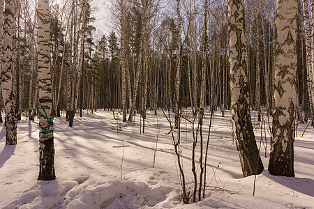 冬季伯尔赫林树干景观国家木头森林树林场景环境白桦林生态图片