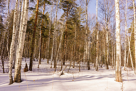 冬季伯尔赫林树木阳光季节晴天松树公园景观生态国家白桦林图片