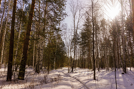冬季伯尔赫林晴天天空森林桦木国家松树树林蓝色环境风景图片