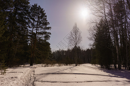 冬季伯尔赫林阳光松树晴天生态白桦林景观木头环境公园树木图片