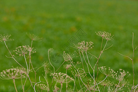 当归当归干图芹菜草本植物药品植物植物群质量背景季节植物学大天使图片