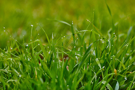 草地上的雨滴阳光环境质量叶子花园水滴照片生长反射场地图片