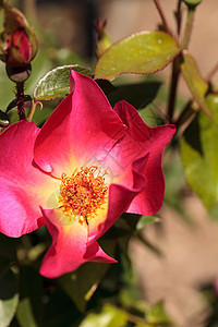 红红茶花朵花玫瑰红色粉红色植物花园花瓣图片