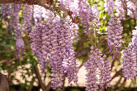 紫花生花花朵紫色藤蔓花园图片