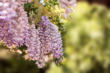 紫花生花藤蔓花朵紫色花园图片