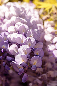 紫花生花藤蔓紫色花朵花园图片