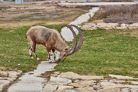 以色列的Ibex花束沙漠内盖夫野生动物照片质量哺乳动物公园山羊荒野图片