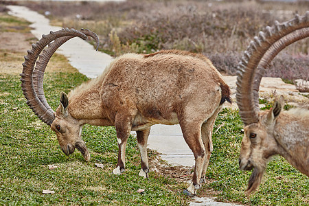 以色列的Ibex陨石哺乳动物山羊野生动物公园场地沙漠牛角国家生活图片