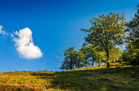 在美丽的夏日 在山坡上的树上环境森林晴天绿色风景植物爬坡图片