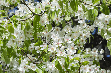 春季开花的梨树植物学美丽植物群花园生活背景园艺季节天空植物图片