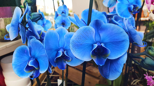 蓝色兰花照片 蓝色电动花兰花 室内装饰品背景