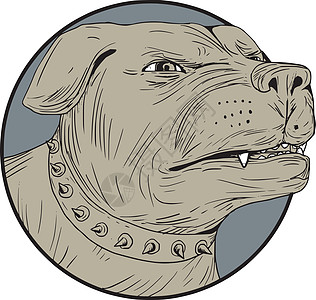 罗威纳犬护卫犬头愤怒画手绘牙齿动物插图墨水警犬手工刮板野生动物画线图片