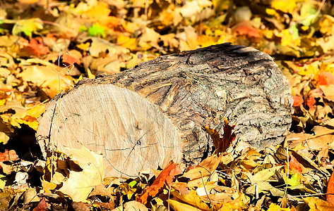 落下多彩秋叶的橡树木图片