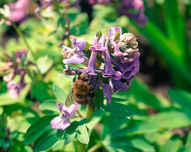 蜜蜂从紫花中收集蜂蜜图片