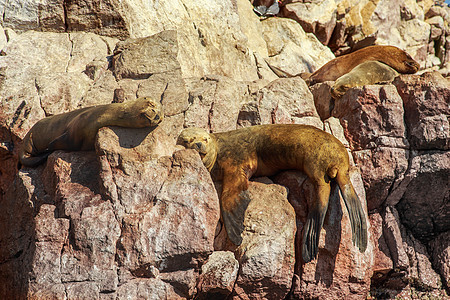 睡在巴拉卡斯纳巴列斯塔斯岛岩石上的四只海豹图片