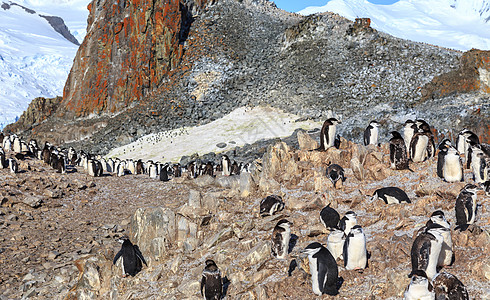 企鹅家庭成员聚集在岩石上 半M(一半M)图片