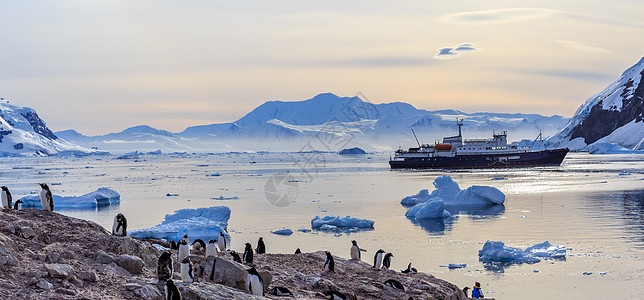 冰山和根图企鹅之间聚集的南极游轮血管金图漂流岩石羽毛团体宠物鸟类殖民地人群图片
