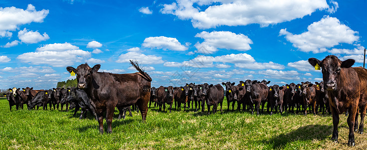 牧草中的牛牛肉农场家畜场地草地乡村哺乳动物黑色田园多云背景图片