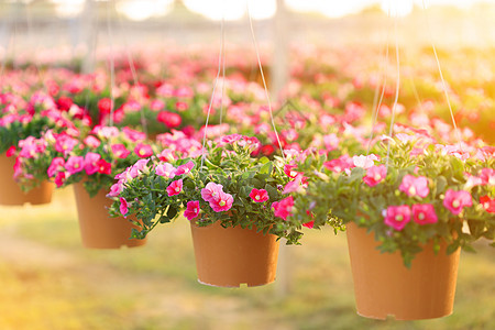 挂花盆中的粉红花朵婴儿篮子种植园温室幼苗花坛植物学园艺生长苗圃图片