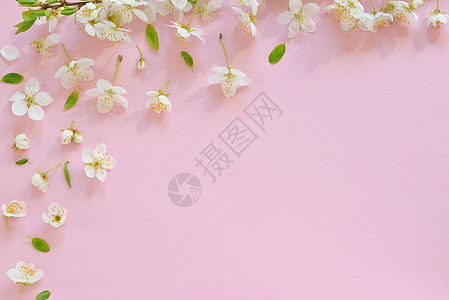 粉红背景的樱花花宏观花瓣樱花植物粉色花蕾红色季节花朵图片