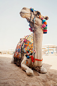 埃及海滩上的沙沙滩上有骆驼旅游眼睛文化哺乳动物游客男人动物沙丘旅行驼峰天空图片