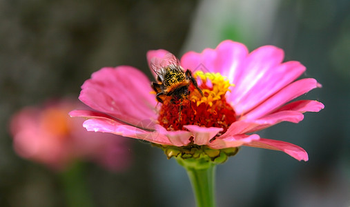 大蜜蜂坐在粉红花上场地花蜜昆虫动物漏洞宏观野生动物植物学橙子花粉图片