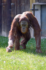 红毛猩猩走在绿色图片