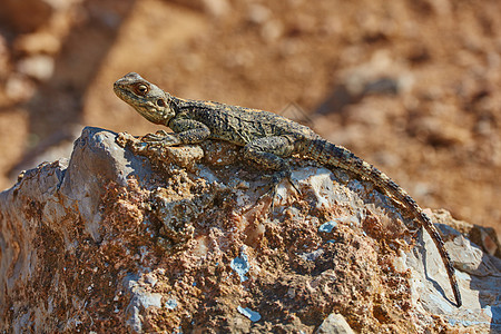 斯泰利翁蜥蜴坐在岩石上荒野沙漠尖刺皮肤石头动物公园爬行动物尾巴骏马图片