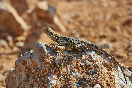 斯泰利翁蜥蜴坐在岩石上尖刺骏马尾巴荒野皮肤爬虫动物动物群沙漠公园图片