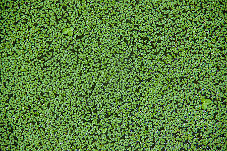 鸭草植物群沼泽公园阴影叶子植物浮萍生态水池池塘图片