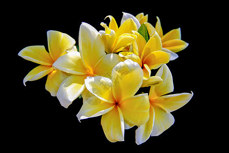 弗朗吉帕尼花朵植物邀请函花瓣温泉异国卡片香味边界金子角落图片