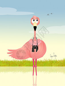 看着粉红火烈鸟插图手表季节粉红色粉色绿洲火烈鸟荒野羽毛望远镜背景图片