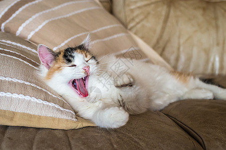 躺在枕头旁边软沙发上的一只红色白猫展示猫科动物哺乳动物猫咪兽医朋友家具动物爪子宠物图片