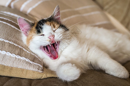 躺在枕头旁边软沙发上的一只红色白猫血统毛皮房子朋友爪子皮革展示猫科动物哺乳动物动物图片
