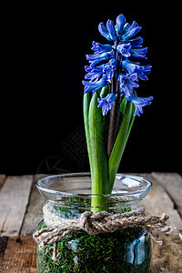 黑色背景的玻璃花瓶中的Hyacinth灯泡蓝色花园植物紫色土壤花朵生活木头问候语图片