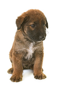小小狗Belgian 牧狗Leekenois工作室牧羊犬动物棕色宠物配种图片