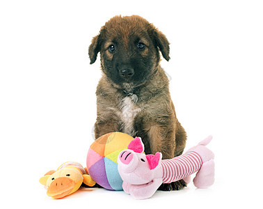 小小狗Belgian 牧狗Leekenois配种宠物工作室棕色玩具牧羊犬动物图片
