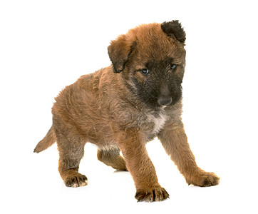 小小狗Belgian 牧狗Leekenois棕色宠物工作室配种动物牧羊犬图片