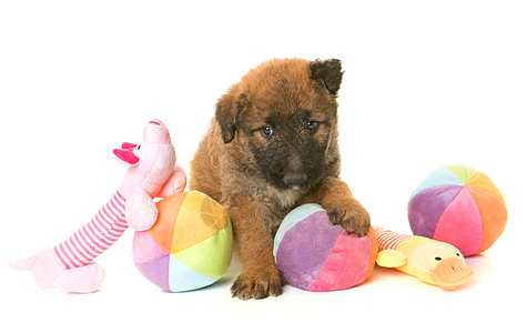 小小狗Belgian 牧狗Leekenois牧羊犬宠物动物玩具工作室配种棕色图片