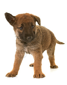小小狗Belgian 牧狗Leekenois牧羊犬宠物配种棕色动物工作室图片