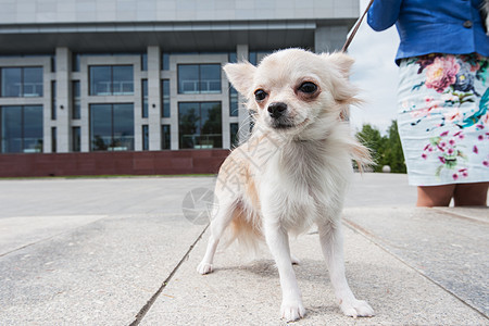 在城市中行走的Chihuahua哺乳动物阳光房子眼睛家畜宠物街道女孩朋友小狗图片