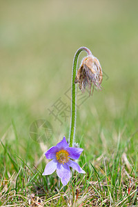 紫椒花花的开花和落花宏观花瓣草地野花海葵红花季节蓝色植物群紫色图片