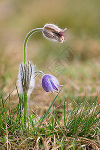 紫椒花花的开花和落花花园植物季节宏观草本植物草地野花蓝色花瓣植物学图片