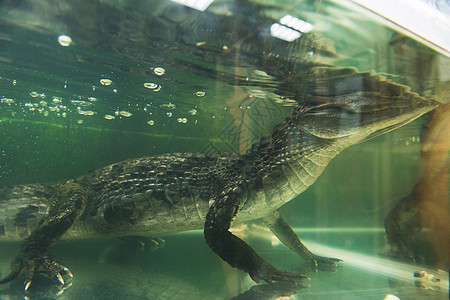 美丽的caiman鳄鱼野生动物生物段落爬行动物美眉椎骨短吻鳄科爬虫天鹅鼻子图片