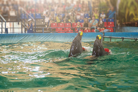 海豚馆有两只海豚蓝色世界娱乐动物公园展示水族馆吸引力瓶子野生动物图片