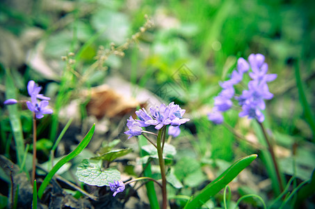 春林中树木花朵的香水草本植物园艺公园雌蕊紫色植物学植物群植物地面宏观图片