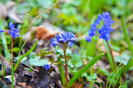 春林中树木花朵的香水叶子雌蕊野花荒野花瓣公园园艺花园紫色植物学图片