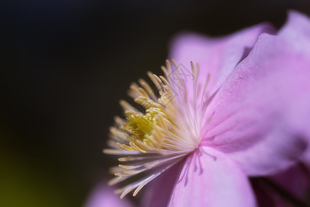 粉红花的详情花束花瓣宏观亲热紫色花园百合喜悦植物植物学图片