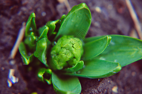 花园里花朵的蜂蜜树花瓣季节叶子蓝色生长园艺花坛阳光植物群灯泡图片